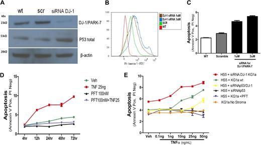 Figure 5. p53 and apoptosis induction in KG1a cells. (A) DJ-1 and p53 protein levels in KG1a cells cultured without stroma. The expression of DJ-1 was analyzed by Western blot (wt). KG1a cells were transfected either with a scrambled siRNA (scr) or a DJ-1–specific sequence (siRNA DJ-1). There was an inverse correlation between decrease in protein expression of DJ-1 and levels of p53. (B-C) Inhibition of DJ-1 by siRNA and TNF-α–triggered apoptosis in KG1a cells cultured without stroma. Apoptosis (determined by flow cytometry) in control cultures containing unmodified KG1a cells (WT) and in cocultures with HS5 cells transfected either with a scrambled siRNA sequence (scramble) or siRNA specific for DJ-1 (at 1μM and 3μM). (B) Histogram shows intensity of annexin V staining in KG1a CD45+ cells. (C) Proportion of apoptotic cells; only CD45+ (KG1a) cells were considered. (D) Inhibition of p53 in coculture prevents TNF-α–induced apoptosis. KG1a cells were analyzed by flow cytometry. The y-axis shows proportion of APC-CD45+ KG1a cells positive for fluorescein isothiocyanate/annexin V and negative for propidium iodide (early apoptosis). Shown are untreated cells (veh), cells treated with TNF-α at 10 or 25 ng/mL, with PFT-α at 100nM (in dose-response experiments inhibition of apoptosis was seen at PFT-α concentrations > 1nM), or a combination of TNF-α (at 25 ng/mL) plus PFT-α (at 100nM), over a time course of 4 to 72 hours. (E) Dose-response to TNF-α under different conditions. TNF-α achieved measurable apoptosis at concentrations greater than 1 ng/mL in cocultures of HS5 cells with unmodified (wt) KG1a cells. Apoptosis was enhanced if DJ-1 on KG1a cells was repressed by siRNA. Apoptosis was prevented by PFT or siRNA inhibition of p53. Apoptosis was also prevented by simultaneous repression of DJ-1 and p53 by specific siRNAs; only at very high TNF concentrations was a low rate of apoptosis observed. Data are represented as mean percentage of early apoptotic cells ± SEM (annexin V positive but negative with propidium iodine). Results summarize data from at least 3 experiments, each conducted in triplicate.