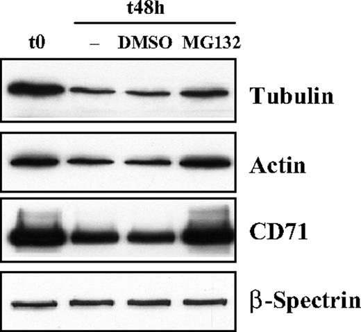 Figure 2. Inhibition of tubulin and actin degradation by proteosome inhibitor MG132. Mouse reticulocytes were cultured for 48 hours in the presence of the proteasome inhibitor MG132 (10μM) or an equivalent volume of the solvent, DMSO. Western blots of SDS-PAGEs of total cellular protein were probed with antibodies against tubulin, actin, CD71 and β-spectrin. CD71 serves as a positive control and β-spectrin as a negative control.