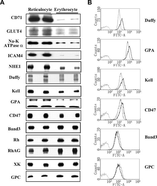 Figure 5. Expression of membrane proteins of reticulocytes and erythrocytes. (A) Immunoblots: Western blots of SDS-PAGEs of total cellular protein prepared from reticulocytes and erythrocytes probed with antibodies against the indicated proteins. Note the dramatic decrease of CD71, GLUT4, Na-K-ATPase α, ICAM4, and NHE1; decrease to a lesser extent of Duffy, Kell, GPA, and CD47; and increase of band 3, Rh, RhAG, XK, and GPC in erythrocytes compared with reticulocytes. (B) Flow cytometry: the ordinate measures the number of cells displaying the fluorescent intensity given by the abscissa. Dark lines indicate reticulocytes; light lines, erythrocytes. Note the decreased expression of Duffy, GPA, Kell, and CD47 and the increased expression of band 3 and GPC in erythrocytes compared with reticulocytes.