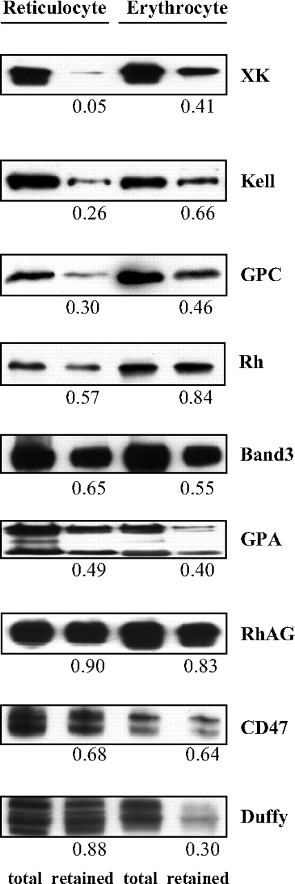 Figure 6. Detergent extractability of membrane proteins from reticulocytes and erythrocytes. Membrane proteins were detergent extracted and proteins retained with membrane skeletons were analyzed by SDS-PAGE and probed with antibodies as indicated. The numbers indicate the fraction retained in the pellet compared with the total protein. Note the decreased retention of XK, Kell, and GPC but the increased retention of Duffy in reticulocytes.