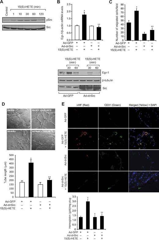 Figure 2. Src mediates 15(S)-HETE–induced Egr-1 expression in HDMVECs, leading to their migration and tube-like structure formation. (A) Quiescent HDMVECs were treated with and without 15(S)-HETE (0.1μM) for the indicated time periods, and cell extracts were prepared and analyzed by Western blotting for pSrc with the use of its phosphospecific antibodies. The blot was reprobed with anti-Src antibodies for normalization. (B) HDMVECs were transduced with Ad-GFP or Ad-dnSrc at a moi of 40, quiesced, and treated with and without 15(S)-HETE (0.1μM) for either 30 minutes for RNA isolation or 30 minutes and 60 minutes for cell extract preparation. RNA was analyzed for Egr-1 and β- actin mRNA levels by QRT-PCR, and cell extracts were analyzed by Western blotting for Egr-1 with the use of its specific antibodies. The blot was reprobed sequentially with anti–β-tubulin antibodies and anti-Src antibodies for normalization and to show the overexpression of dnSrc, respectively. (C-D) HDMVECs that were transduced with Ad-GFP or Ad-dnSrc at a moi of 40 and quiesced were subjected to 15(S)-HETE (0.1μM)–induced migration (C) or tube-like structure formation (D). (E) C57BL/6 mice were injected subcutaneously with 0.5 mL of Matrigel premixed with vehicle or 5μM 15(S)-HETE in combination with and without Ad-GFP or Ad-dnSrc (5 × 109 pfu/mL). One week later, the animals were sacrificed, and the Matrigel plugs were harvested from underneath the skin and either processed for vWF and CD31 expression by double immunofluorescence staining with their specific antibodies or analyzed for hemoglobin content using Drabkin reagent. The bar graphs in panels B, C, D, and E represent the quantitative analysis of 3 independent experiments or 6 plugs from 6 animals. The values are presented as the mean ± SD. *P < .01 vs Ad-GFP; **P < .01 vs Ad-GFP + 15(S)-HETE.