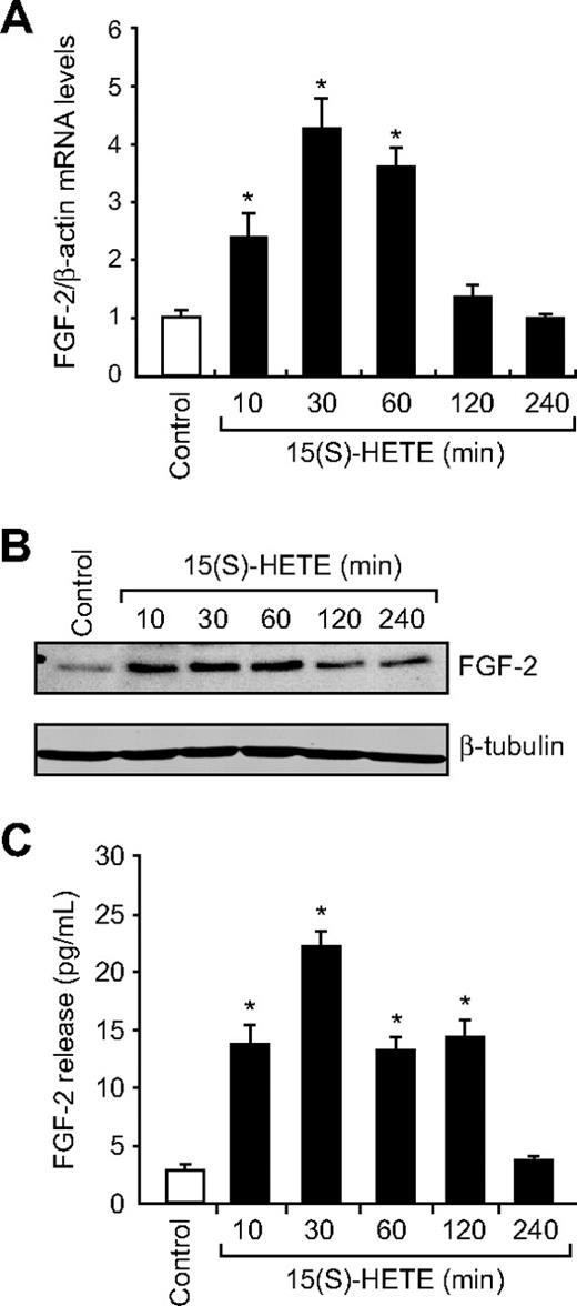 Figure 3. 15(S)-HETE induces FGF-2 expression rapidly in HDMVECs. (A-B) Quiescent HDMVECs were treated with and without 15(S)-HETE (0.1μM) for various time periods, and either RNA was isolated or cell extracts were prepared. RNA was analyzed by QRT-PCR for FGF-2 and β-actin mRNA levels, and cell extracts were analyzed by Western blotting for FGF-2 levels with the use of its specific antibodies. The blot was reprobed with anti–β-tubulin antibodies for normalization. (C) All the conditions were the same as in panel B except that medium was collected and analyzed for FGF-2 release by ELISA. The bar graphs in panels A and C represent the quantitative analysis of 3 independent experiments. The values are presented as the means ± SD. *P < .01 vs control.