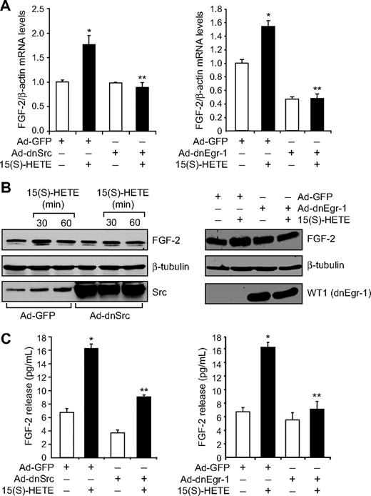 Figure 4. 15(S)-HETE–induced FGF-2 expression is mediated by Src-Egr-1 signaling in HDMVECs. (A-B) HDMVECs were transduced with Ad-GFP, Ad-dnSrc, or Ad-dnEgr-1 with a moi of 40, quiesced, and treated with and without 15(S)-HETE (0.1μM) for either 30 minutes for RNA isolation or 30 minutes and/or 60 minutes for cell extract preparation. RNA was analyzed by QRT-PCR for FGF-2 and β-actin mRNA levels, and cell extracts were analyzed by Western blotting for FGF-2 levels with its specific antibodies. The blots were reprobed with anti–β-tubulin antibodies and/or anti-Src antibodies or anti-WT1 antibodies for normalization and to show overexpression of dnSrc or dnEgr-1, respectively. (C) All the conditions were the same as in panel A except that medium was collected and tested for FGF-2 release by ELISA. The bar graphs in panels A and C represent the quantitative analysis of 3 independent experiments. The values are presented as the means ± SD. *P < .01 vs Ad-GFP; **P < .01 vs Ad-GFP + 15(S)-HETE.