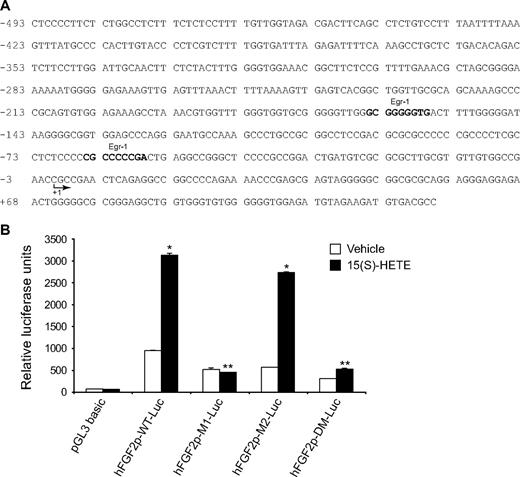 Figure 5. 15(S)-HETE–induced FGF-2 promoter-luciferase expression requires Egr-1-binding site. (A) Sequence of a 0.5-kb cloned human FGF-2 promoter region showing the Egr-1 binding sites. Sequence in bold represents Egr-1-binding site; +1 indicates transcription start site. (B) HDMVECs were transfected with either empty vector or FGF-2 promoter-luciferase constructs, quiesced, and treated with and without 0.1μM 15(S)-HETE for 30 minutes, and cell extracts were prepared and analyzed for luciferase activity. The bar graph in panel B represents the quantitative analysis of 3 independent experiments. The values are presented as the means ± SD. *P < .01 vs hFGF2p-WT-Luc vehicle control; **P < .01 vs hFGF2p-WT-Luc + 15(S)-HETE. hFGF2p-WT-Luc indicates human FGF-2 promoter-luciferase construct; hFGF2p-M1-Luc, human FGF-2 promoter-luciferase construct with mutation in the first Egr-1 binding site from the transcriptional start site; hFGF2p-M2-Luc, human FGF-2 promoter-luciferase construct with mutation in the second Egr-1 binding site from the transcriptional start site; hFGF2p-DM-Luc, human FGF-2 promoter-luciferase construct with mutations in both the Egr-1 binding sites.