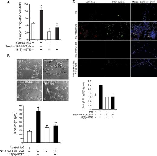 Figure 7. FGF-2 mediates 15(S)-HETE–induced angiogenesis. (A-B) Quiescent HDMVECs were treated with normal serum or neutralizing anti–FGF-2 antibodies (3 μg/mL) for 30 minutes at 37°C followed by washing with medium 131. The cells were then subjected to 15(S)-HETE (0.1μM)–induced migration (A) or tube-like structure formation (B) in the presence and absence of 3 μg/mL of preimmune serum or neutralizing anti–FGF-2 antibodies. (C) C57BL/6 mice were injected subcutaneously with 0.5 mL of Matrigel premixed with vehicle or 5μM 15(S)-HETE in combination with 20 μg/mL preimmune serum or neutralizing anti–FGF-2 antibodies. One week later, the animals were sacrificed, and the Matrigel plugs were harvested from underneath the skin and either processed for vWF and CD31 expression by double immunofluorescence staining using their specific antibodies or analyzed for hemoglobin content using Drabkin reagent. The bar graphs represent the quantitative analysis of 3 independent experiments or 6 plugs from 6 animals. The values are presented as the mean ± SD. *P < .01 vs control (normal serum); **P < .01 vs 15(S)-HETE (normal serum + 15(S)-HETE).