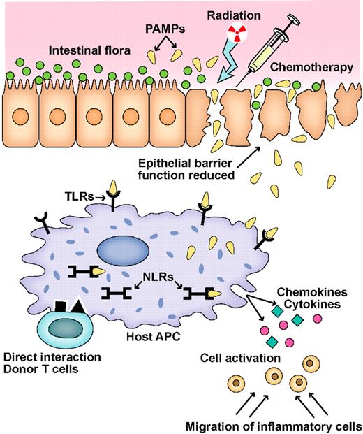 Figure 1. Schematic of the GVHD initiation phase. A key event in the initiation of inflammation during GVHD is the activation of pathogen recognition receptors (PRRs), such as Toll-like receptors (TLRs) and NOD-like receptors (NLRs), by microbial products (PAMPs) produced by the intestinal flora.