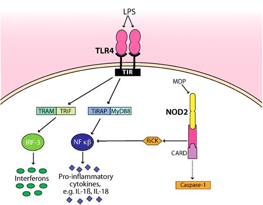Figure 2. Schematic representation of how microbial products (LPS, MDP) are detected by TLR4 and NOD2. TLR4 and NOD2 are the best studied innate immune receptors present during GVHD. For clarity, the pathways have been simplified. NOD2 sense intracellular MDP, leading to recruitment of the adaptor protein RiCK as well as to activation of the caspase 1 inflammasome, which eventually results in cell death. Extracellular LPS is recognized by TLR4, which signals through its intracellular domain TIR. Subsequent steps involve the adaptor molecules MyD88, TiRAP, TRAM, and TRiF. The activation and translocation of nuclear factor κB (NF-κB) and IRF-3 result in the transcriptional up-regulation of proinflammatory genes. Whether the CARD domain interacts with caspase is controversial as indicated by a dotted line. TIR indicates Toll–IL-1 receptor, the cytoplasmic domain of TLR4; TRAM, Toll–IL-1R domain–containing adaptor inducing interferon-β–related adaptor molecule; TRiF, TIR domain–containing adapter-inducing interferon-β; MyD88, myeloid differentiation primary response gene; TiRAP, Toll–IL-1 receptor (TIR) domain–containing adaptor protein; and IRF-3, interferon regulatory factor 3.