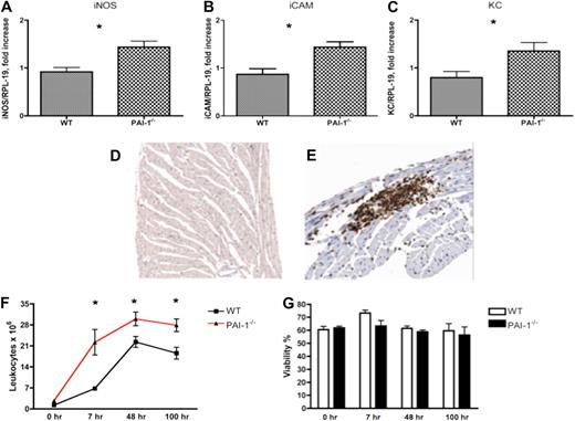 Figure 6. Assessments of inflammation in 12-week WT and PAI-1−/− hearts. An elevated inflammatory response, indicated by iNOS (A), iCAM (B), and KC (C) mRNA levels, was observed in 12-week PAI-1−/− hearts. Compared with WT heart (D), CD45 staining revealed enhanced local leukocyte infiltration in cardiac tissue of 12-week-old PAI-1−/− mice (E). Leukocyte infiltration and recruitment after peritoneal stimulation with thioglycollate were significantly enhanced in PAI-1−/− mice compared with WT mice (F). Comparison of peritoneal leukocyte viabilities indicated that the differences in leukocyte infiltration were not due to different rates of cell death (G). n ≥ 5 for each age group; *P < .05.