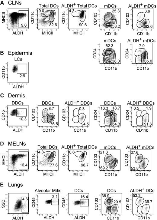 Figure 3. Identification of ALDH+ DCs in the skin, lungs, and corresponding draining lymph nodes. Light-density cells isolated from the CLNs (A), the ear epidermis (B), the ear dermis (C), the MELNs (D), and the lungs (E) were incubated with ALDEFLUOR and analyzed by flow cytometry for expression of CD11c, MHCII, CD11b, CD103, CD45, and CD24 and for ALDH activity. Dot plots correspond to nonautofluorescent cells (skin and LNs) or to both autofluorescent and nonautofluorescent cells (lungs) with a FSChigh SSChigh profile characteristic of DCs and from which neutrophils were gated out using Ly6G and Gr-1 staining. Positioning of the ALDH+ gate is based on incubation in the presence of DEAB (supplemental Figure 3). For the CLNs and MELNs, the CD11cinter to highMHCIIhigh and the CD11chighMHCIIinter gates correspond to mDCs and lymphoid tissue–resident DCs, respectively. The gates corresponding to epidermal Langerhans cells, DDCs, alveolar MFs, and lung DCs are specified in supplemental Figure 2B through D. Numbers in outlined areas indicate percentage of cells. Data are representative of 3 separate experiments involving groups of 3 to 6 mice.