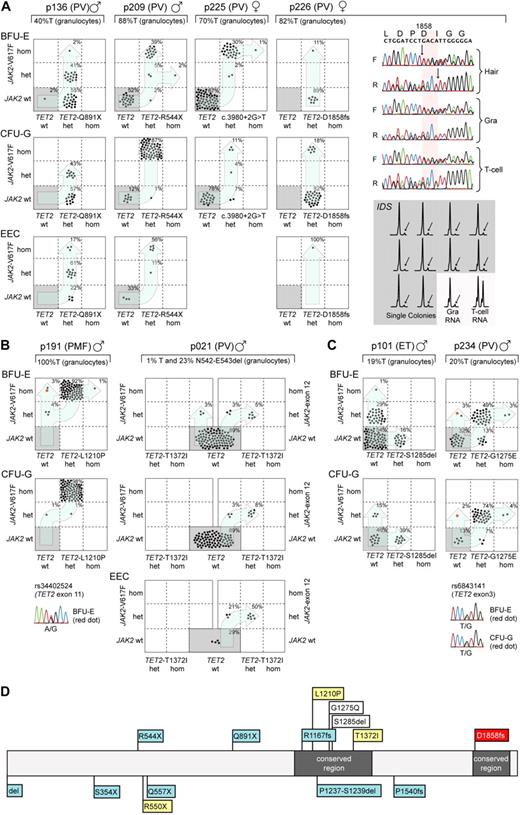 Figure 1. Analysis of single colonies for mutations in TET2 and JAK2. Mononuclear cells from peripheral blood were grown in methylcellulose in the presence or absence of erythropoietin. Single burst-forming units erythroid (BFU-E), endogenous erythroid colonies (EEC), and colony-forming units granulocyte (CFU-G) were picked and analyzed individually for the presence of TET2 and JAK2-V617F mutations by DNA sequencing and allele-specific polymerase chain reaction (PCR), respectively. Each colony is represented by a dot that is placed into one of 6 quadrangles representing the 6 possible genotypes: wild-type (wt), heterozygous (het), and homozygous (hom) for JAK2-V617F on the vertical axis, and for TET2 mutations on the horizontal axis. The unique patient numbers, the diagnoses (PMF, ET, and PV) and the allelic ratio of JAK2-V617F in purified granulocytes (%T) are shown above the corresponding boxes. Light blue arrows indicate the suggested order of mutation events. (A) Patterns compatible with TET2 mutations occurring before JAK2-V617F. The sequencing chromatograms for patient p226 show the presence of TET2 mutation in DNA from hair follicles, T cells, and granulocytes, demonstrating the germline origin of the mutation. Allele-specific PCR assay for the X-chromosomal gene IDS is shown for p226. The genomic DNA from patient p226 was heterozygous for a C/T single nucleotide polymorphism (not shown). The relative expression of the 2 IDS alleles was determined by comparing the C and T peak intensities obtained by the allele-specific reverse-transcribed PCR assay in T cells and granulocytes. The skewing of expression toward the C-allele is shown for 10 individual colonies (gray area). The inactivated IDS allele is marked with an arrow. (B) Patterns compatible with JAK2 mutations occurring before TET2 was mutated. Patient p021 carries 2 JAK2 mutations, JAK2-V617F and JAK2 N542-E543del, but the TET2 mutation can be only found together with the deletion in exon 12 of JAK2. In patient p191, the sequencing chromatogram for the SNP rs34402524 located in TET2 is shown for one BFU-E colony marked in red. The presence of a heterozygous SNP excludes the possibility that this colony is the product of a mitotic recombination event. (C) Patterns compatible with a biclonal state of the disease. In patient p234, the sequencing chromatogram for the SNP rs6843141 located in TET2 is shown for one BFU-E and one CFU-G colony marked in red. Again, the presence of a heterozygous SNP excludes the possibility that these colonies are the product of a mitotic recombination event. (D) Location of mutations in the Tet2 protein in patients from whom data on single colonies are available. Mutations from this study are shown above the protein strand, and mutations analyzed in previous publications3,26 are shown below. The gray boxes represent regions conserved between the different TET family members; blue boxes, TET2 mutations that occur before JAK2 mutations; yellow boxes, TET2 mutations that occurred after JAK2; white boxes, TET2 and JAK2 mutations compatible with biclonal disease; and red box, germline TET2 mutation.
