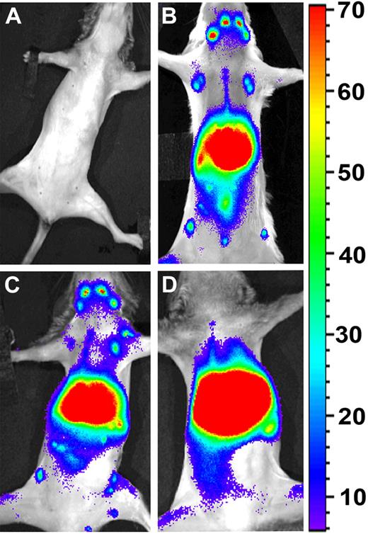 Figure 1. Anti–third-party CTLs are excluded from the LNs, and do not colocalize with HTCs in the early time points after BM transplantation. BALB/c mice were conditioned with 8 Gy of lethal TBI and infused with different cell mixtures as follows: (A) C57BL/6-NUDE BM (4 × 106). (B) C57BL/6-NUDE BM + HTCs (1 × 104) + DIR-labeled syngeneic naive HTCs (7 × 106). (C) C57BL/6-NUDE BM + HTCs (1 × 104) + DIR-labeled naive allogeneic CB6-derived CD8+ T cells (7 × 106). (D) C57BL/6-NUDE BM + HTCs (1 × 104) + DIR-labeled allogeneic CB6-derived anti–third-party CTLs (7 × 106). Images were taken 36 hours after transplantation using IVIS. A representative mouse (of 6 mice in 2 independent experiments) is shown for each group.