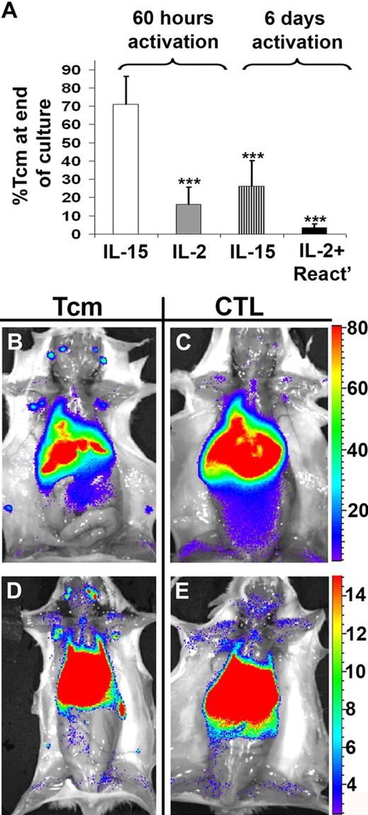 Figure 2. In vitro induction of anti–third-party Tcms, and their homing to recipient LNs. (A) BALB/c or CB6 splenocytes were stimulated with irradiated FVB splenocytes for 60 hours or 6 days in the absence of cytokines. Subsequently, CD8+ T cells were positively selected and further cultured with rhIL-2 or rhIL-15 in an Ag-free environment. Alternatively, anti–third-party CTLs were grown by culturing the cells with rhIL-2 and reactivating them with FVB splenocytes, after the 6-day cytokine deprivation period. On day 15 of the culture (end of culture), the cells were evaluated for percentage of Tcms (CD44+CD62L+) using FACS analysis. Data represent average ± SD of at least 3 independent experiments for each group. ***P < .001 compared with the cells cultured with only IL-15 after 60 hours of cytokine deprivation. (B-E) Lethally irradiated (8 Gy) BALB/c mice received 4 × 106 C57BL/6-NUDE BM cells and 1 × 104 syngeneic T cells. Mice then received a transplant of 1 × 107 DIR-labeled, CB6-derived, purified anti–third-party Tcms (B,D) or CTLs (C,E). After 2 (B-C) or 7 (D-E) days, selected recipients were killed and images were taken ex vivo using IVIS. A representative mouse, of 6 mice in 2 independent experiments, is displayed for each group.