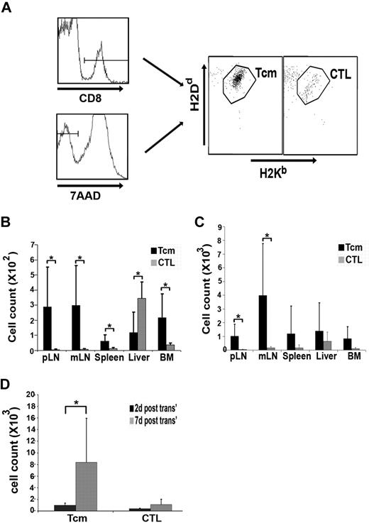 Figure 3. Tcms, in contrast to CTLs, populate the recipient LNs and proliferate extensively shortly after the BMT. Lethally irradiated (8 Gy) BALB/c (H-2d) mice received 4 × 106 C57BL/6-NUDE (H-2b) BM cells and 1 × 104 syngeneic HTCs. Mice then received a transplant of 107 DIR-labeled, CB6 (H-2bd)–derived, purified anti–third-party Tcms or CTLs. After 2 or 7 days, selected recipients were killed; the peripheral LNs (pLNs), mesenteric LNs (mLNs), spleen, liver, and BM were extracted; cells were purified from the different organs; and the purified cells were analyzed by FACS. To obtain absolute values of cells, samples were suspended in constant volume and flow cytometric counts for each sample were obtained during a constant, predetermined period of time and were compared with flow cytometric counts obtained from control samples that were set up with fixed volume and fixed numbers of input cells. (A) Representative FACS analysis demonstrating the presence of CD8+ and alive (7AAD−) CB6-derived cells (Tcms or CTLs) in the peripheral LNs of the recipients 2 days after transplantation. (B-C) Quantification of the FACS analysis as described in panel A, demonstrating the distribution of CB6-derived cells in various organs at 2 (B) and 7 (C) days after transplantation. (D) The sum of the total number of Tcms or CTLs, harvested from all organs tested, at 2 or 7 days after transplantation. In panels B-D, results shown represent average ± SD of pooled data from 6 animals from each group in 2 independent experiments. *P < .05.