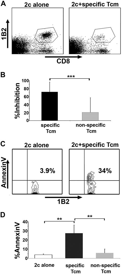 Figure 5. Tcms specifically delete antidonor T cells in vivo. (A-B) Lethally irradiated (10 Gy) C57BL/6 mice received 1 × 105 purified CD8+ 2c cells and 5 × 105 irradiated BALB/c splenocytes. The following day, the mice received a transplant of 1 × 106 C57BL/6-NUDE BM cells or received, in addition, 5 × 106 specific, derived from CB6, or nonspecific, derived from C57BL/6, purified Tcms. Recipients were killed 8 days after transplantation, their spleens were harvested, and the deletion of 2c T cells was monitored by FACS. (A) Representative result demonstrating the level of surviving (7AAD−) 2c cells in the absence (left panel, 2c alone) or presence (right panel, 2c + specific Tcms) of specific Tcms. (B) Quantification of results measuring the inhibition of the 2c cells by specific and nonspecific Tcms. Data represent average ± SD of percentage inhibition from at least 10 animals in each group, pooled from 2 independent experiments. (C-D) Syngeneic BMT model was established as in panels A and B, but 5 × 105 purified CD8+ 2c cells and 2.5 × 106 irradiated BALB/c splenocytes were administrated. Recipients were killed 8 days after transplantation, their spleens were harvested, and FACS analysis of annexin V levels on living (7AAD−) CD8+1B2+ 2c cells was conducted. (C) Representative result demonstrating annexin V levels on 2c cells in the absence (left panel, 2c alone) or presence (right panel, 2c + specific Tcms) of specific Tcms. (D) Quantification of results measuring annexin V levels on the 2c cells after interactions with specific or nonspecific Tcms. Data present average ± SD of percentage annexin V levels in at least 4 animals from each group, in 1 representative experiment of 3 performed. **P < .01; ***P < .001.