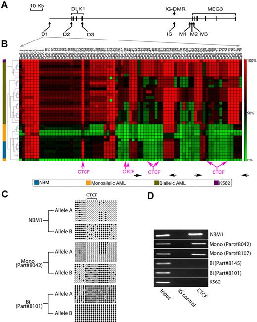 Figure 2. Differential methylation of the upstream of DLK1 insulator. (A) Map of the CpG-rich areas analyzed. The D1, D2, and D3 regions are located at −18 210 to −17 139 bp, −306 to +203 bp, and +7287 to +7704 bp relative to the DLK1 start site, respectively. The IG area represents the putative IG-DMR, located approximately 15 kb upstream of the MEG3 start site. The M1, M2 and M3 regions are located −2014 to −1516 bp, −299 to +289 bp, and +1219 to +1919 bp relative to the MEG3 start site, respectively. The bold boxes represent the exons in DLK1 and MEG3 genes. (B) Cluster analysis of the methylation of the region D1 in 6 NBMs (blue), 7 AML patient samples with DLK1 monoallelic expression (yellow), 22 AML patient samples with biallelic (olive green), and the K562 cell lines (purple). Pink arrows indicate the site of predicted CTCF-binding sites (detailed in supplemental Figure 14). Horizontal black arrows indicate the location of primers used for DNA amplification after ChIP. (C) This figure shows allele-specific methylation of an assessable region within the D1 region (located between CpG40 and CpG60) in one NBM (NBM1), one AML case with monoallelic DLK1 expression (part #8042), and one AML case with biallelic DLK1 expression (part #8101). The relatively hypomethylated allele was designated as allele A, whereas the hypermethylated allele was designated as allele B. The different alleles are differentially methylated with the CTCF-binding site completely unmethylated in allele A and partially methylated in allele B in the NBM sample (NBM1) and in the monoallelic DLK1 patient (part #8042). In contrast, there is increased methylation of both alleles in the patient with biallelic DLK1 expression (part #8101) with acquisition of methylation in the CTCF site of the hypomethylated allele. (D) ChIP with CTCF antibody showing that the CTCF antibody was able to precipitate the D1 region in one NBM (NBM1) and 2 AML samples with monoallelic DLK1 expression (indicated as Mono 1 and 2 with the parts #8042 and #8107, respectively), whereas there was no precipitation in 2 patient samples with biallelic DLK1 expression (indicated as Bi 1 and 2 with the parts #8145 and #8101, respectively) and the K562 cell line. Two DNA areas were amplified after ChIP as shown in panel B, and similar results were obtained from both areas.