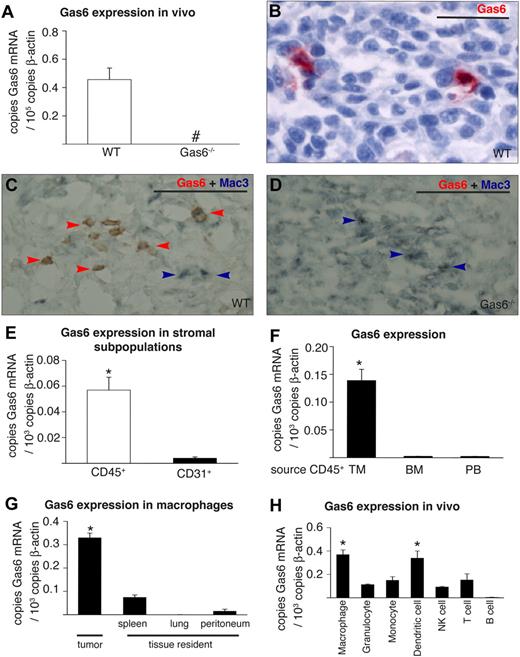 Figure 1. Expression of Gas6 in the tumor stroma. (A) RT-PCR analysis revealing detectable Gas6 expression in CT26 tumors in WT but not in Gas6−/− mice (n = 7-8; # indicates not detectable). (B) Staining for Gas6 in CT26 tumors grown in WT mice showing Gas6 expression (red) in tumor-infiltrating leukocytes, identified on the basis of their characteristic morphology by an expert pathologist. (C) Double immunostaining of CT26 tumors for Gas6 (red) and Mac3 (blue-gray) in WT mice. Most Mac3+ macrophages express Gas6 (brownish color: merger of blue and red; red arrowheads), whereas a few macrophages do not express Gas6 (blue arrowheads). (D) Gas6 was undetectable in macrophages in Gas6−/− mice (blue-gray; blue arrows). (E) RT-PCR analysis revealing greater Gas6 expression in FACS sorted CD45+ leukocytes than CD31+ endothelial cells in CT26 tumors in WT mice (n = 4; P = .002). (F) RT-PCR analysis, showing Gas6 up-regulation in CD45+ leukocytes upon infiltration in CT26 tumors. The source of the CD45+ leukocytes is indicated: TM (tumor infiltrated), BM (bone marrow), PB (peripheral blood; n = 4; P < .001). (G) RT-PCR analysis showing increased Gas6 expression in CT26 tumor-infiltrating macrophages (n = 4) in comparison with tissue resident macrophages isolated from spleen, lung, and peritoneum (n = 3 each; P < .05). (H) RT-PCR analysis of different subfractions of WBCs infiltrating CT26 tumors (n = 3; P < .05). Scale bars represent 50 μm in panels B-D. *Denotes statistical significance (P < .05). Error bars in panels A, E, F, G, and H show SEM; all subsequent error bars are defined similarly.