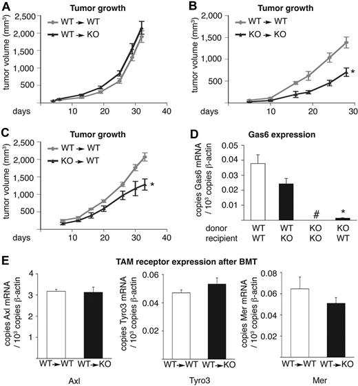 Figure 4. Tumor growth–promoting Gas6 is delivered by bone marrow–derived cells. For technical reasons, the data shown in panels A through C were generated in different experiments; therefore, WT→WT mice were included as reference controls in each group. Tumor growth of subcutaneous CT26 tumors in (A) WT→WT– and WT→KO bone marrow–transplanted mice (n = 6-8; P = NS) and in (B) WT→WT and KO→KO mice (n = 5; P < .05). The reduced growth of CT26 tumors in KO→KO mice (B) was completely rescued by transplantation of WT bone marrow in Gas6−/− mice (WT→KO mice; A), to similar levels as observed in WT→WT mice (A). (C) Tumor growth of subcutaneous CT26 tumors in WT→WT and KO→WT mice (n = 5; P < .01). Tumor growth was reduced in KO→WT mice compared with WT→WT mice to a similar extent as in KO→KO mice. Hence, Gas6 expression by bone marrow–derived cells promotes tumor growth. (D) RT-PCR analysis, showing Gas6 expression of CT26 tumors grown in chimeric bone marrow–transplanted mice (n = 5-8). Gas6 mRNA levels were undetectable in KO→KO mice but were rescued in WT→KO mice to nearly similar levels as present in WT→WT mice (#undetectable; n = 7-8; P = NS). Conversely, in KO→WT mice, Gas6 mRNA levels were very low. Thus, bone marrow–derived cells deliver Gas6 into tumors (data were generated by the use of tumors from different experiments shown in panels A-C). (E) RT-PCR analysis showing similar TAM receptor expression in CT26 tumors grown in bone marrow–transplanted mice (n = 6-8; P = NS). BMT indicates bone marrow transplantation.