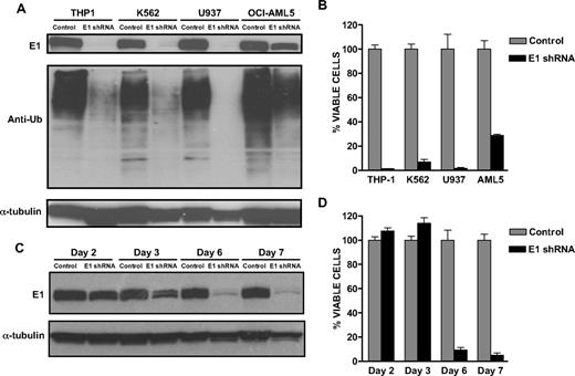 Figure 2. Knockdown of the E1 enzyme induces cell death in malignant cells. (A) THP1, K562, U937, and OCI-AML5 leukemia cells were infected with an E1 shRNA lentiviral vector or control sequences, and populations of infected cells were selected. Total cellular proteins were isolated and analyzed by SDS-PAGE followed by immunoblotting with the use of anti-E1, anti-ubiquitin, and anti–α-tubulin antibodies. (B) Cells infected with an E1 shRNA lentiviral vector or control sequences were seeded 24 hours after infection into 96-well plates (5 × 103 cells/well) in the presence of puromycin to select for infected cells. Seven days after seeding, cell growth and viability were assessed by the MTS assay. Data represent the mean percentage ± SD of viable cells relative to cells infected with control sequences (n = 3). A representative experiment is shown. (C) K562 leukemia cells were infected with an E1 shRNA lentiviral vector or control sequences, and populations of infected cells were harvested at increasing times after infection. Total cellular proteins were isolated and analyzed by SDS-PAGE followed by immunoblotting with the use of anti-E1 and anti–α-tubulin antibodies. (D) Cells infected with an E1 shRNA lentiviral vector or control sequences were seeded 24 hours after infection into 96-well plates (5 × 103 cells/well) in the presence of puromycin to select for infected cells. At increasing times after seeding, cell growth and viability were assessed by the MTS assay. Data represent the mean percentage ± SD of viable cells relative to cells infected with control sequences (n = 3). A representative experiment is shown.
