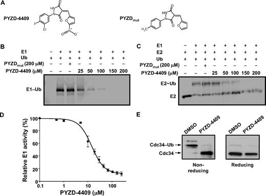 Figure 3. PYZD-4409 inhibits the E1 enzyme. (A) Chemical structure of the E1 inhibitor PYZD-4409 and the inactive control PYZDmut. (B) GST-tagged human E1 (0.5μM) and fluorescein-labeled ubiquitin (1μM) were coincubated with increasing concentrations of PYZD-4409 or PYZDmut for 30 minutes and resolved on SDS-PAGE under nonreducing conditions. Formation of E1-Ub conjugates were assessed by visualization of fluorescent signals using a gel imager. (C) GST-tagged human E1 (1μM), His6-tagged human E2 (UbcH5A; 5μM), ubiquitin (20μM), and ATP (1mM) were coincubated with or without increasing concentrations of PYZD-4409 or PYZDmut for 30 minutes at 30°C. The reactions were then fractionated on 4% to 20% gradient SDS-PAGE followed by immunoblotting with anti-His antibodies and fluorescent dye–labeled secondary antibodies. Fluorescent signals were detected with an infrared imaging system. (D) Recombinant His-tagged human E1 (1μM) was incubated with the His-tagged human UbcH5A E2 enzyme (10μM), ubiquitin (20μM), and ATP (1mM) in the presence of increasing concentrations of PYZD-4409 for 30 minutes at 30°C. Inorganic pyrophosphate resulting from ATP hydrolysis in E1-catalyzed ubiquitin activation was quantified with the use of a fluorogenic pyrophosphate assay kit and a fluorescence microplate reader as described in “E1 enzymatic assays.” Data represent the mean percentage ± SD of E1 enzyme activity compared with buffer-treated controls (n = 3). A representative experiment is shown. (E) K562 cells were treated with PYZD-4409 (50μM) for 4 hours. Cell lysates were heated in either nonreducing or reducing SDS-PAGE sample buffer and fractionated on 10% SDS-PAGE, followed by immunoblotting with antibodies against the E2 protein cdc34.