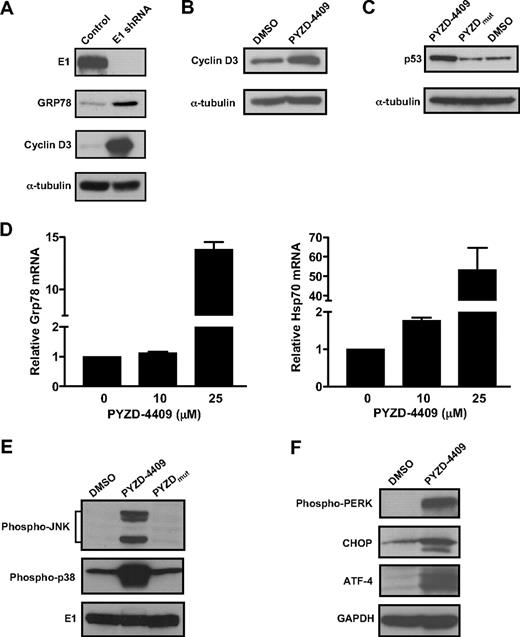 Figure 5. E1 inhibition increases short half-life proteins and induces ER stress. (A) K562 cells were infected with an E1 shRNA lentiviral vector or control sequences and selected as described in Figure 2. Total cell lysates were prepared and analyzed by SDS-PAGE immunoblotting with anti-E1, anti-GRP78, anti-cyclin D3, and anti–α-tubulin antibodies. (B) K562 cells were treated with PYZD-4409 or PYZDmut (50μM) for 4 hours. After incubation, total cellular proteins were isolated and analyzed by SDS-PAGE immunoblotting with anti-cyclin D3 and anti–α-tubulin antibodies. (C) HCT116 cells were treated with PYZD-4409 or PYZDmut (50μM) for 2 hours. After incubation, total cellular proteins were isolated and analyzed by SDS-PAGE immunoblotting with anti-p53 and anti–α-tubulin antibodies. (D) K562 cells were treated with PYZD-4409 at the concentrations indicated for 24 hours, and total cellular RNA was isolated. GRP78 and HSP70 mRNA expression was measured relative to 18S RNA by real-time RT-PCR. Data points represent the mean ± SD fold increase of GRP78 and HSP70/18S expression relative to controls (ΔΔCT normalization). (E) K562 cells were treated with PYZD-4409 (50μM), PYZDmut (50μM), or DMSO for 2.5 hours. After incubation, total cellular proteins were isolated and analyzed by SDS-PAGE immunoblotting with anti–phospho-JNK, phospho-p38 mitogen-activated protein kinase, and anti-E1. The E1 serves as a protein loading control. (F) MDAY-D2 cells were treated with PYZD-4409 (10μM) or DMSO for 24 hours. After incubation, total cellular proteins were isolated and analyzed by SDS-PAGE immunoblotting with anti–phospho-PERK, anti-CHOP, anti–ATF-4 and antitubulin antibodies.