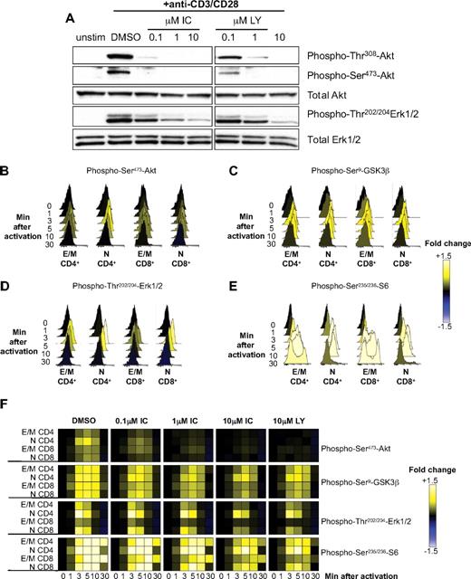Figure 4. p110δ regulates TCR signaling by human T cells. (A) T cells from healthy human donors were pretreated with DMSO alone, IC, or LY and stimulated with anti-CD3 and anti-CD28 for 5 minutes. Lysates were immunoblotted to examine the levels of total and phosphorylated Akt and Erk. Data represent one of 3 donors. (B-F) T cells from healthy human donors were pretreated with DMSO alone, IC, or LY and stimulated with anti-CD3 and anti-CD28 for different time points. The pooled bar-coded aliquots were stained for surface markers and phospho-proteins and analyzed by flow cytometry. Populations were gated into naive (N) and effector/memory (E/M) CD4+ and CD8 + T cells, and changes in phosphorylation were assessed for each population. Histograms showing dynamics of phosphorylation of Akt (B), GSK3β (C), Erk (D), and S6 (E) in DMSO-treated samples are shown. (F) The data for DMSO- and inhibitor-treated samples were converted into a heatmap showing fold change compared with unstimulated control. The data presented are representative of 3 independent experiments with different donors.