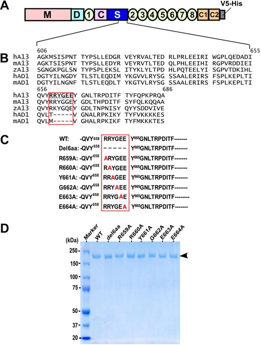 Figure 1. ADAMTS13 domain organization, sequence alignment of the partial spacer domains, and purified recombinant ADAMTS13 mutants. (A) ADAMTS13 is consisted of a catalytic domain (M) and multiple noncatalytic domains, including the disintegrin domain (D), the first thrombospondin type 1 repeat (1), Cys-rich (C) domain, and spacer domain (S). The more distal C-terminus contains TSP1 2-8 repeats and 2 CUB domains (C1 and C2). (B) Sequence alignment of the partial ADAMTS13 (A13) spacer domains (amino acid residues between Ala606 and Ala686) of human (h), mouse (m), and zebrafish (z), as well as the ADAMTS1 spacer domains of human and mouse (AD1). The boxed area indicates the potential motif that may interact with VWF-A2 domain and autoantibodies against ADAMTS13 in some patients with acquired TTP. (C) Site-directed mutagenesis generates the full-length ADAMTS13 mutants with deletion or substitution of 1 to 6 amino acid residues boxed. (D) A 4% to 20% SDS-PAGE with Coomassie blue shows the purified wild-type ADAMTS13 (WT) and various mutants. Arrow indicates molecular weight of approximately 195 kDa.