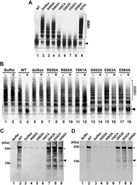 Figure 3. Cleavage of multimeric VWF by wild-type ADAMTS13 or mutants under various conditions. (A) Guanidine-HCl denatured VWF (37.5 μg/mL) was incubated at 37°C for 8 hours with wild-type ADAMTS13 (WT; lane 1) or various mutants (lanes 2-8; final concentration, 20nM) in the absence or presence of EDTA (20mM; lane 9) in 50mM Tris-HCl, 50mM NaCl, 5mM CaCl2, pH 8.0. (B) Native VWF (37.5 μg/mL) was incubated for 15 minutes with WT ADAMTS13 or various mutants (final concentration, 50nM) in the absence (−) or presence (+) of recombinant factor VIII (20nM) and lyophilized platelets (∼ 200 × 103/μL) in 50mM HEPES, pH 7.5, containing 1 mg/mL BSA, 150mM NaCl, and 5mM CaCl2. The reaction mixtures were subjected to vortexing at 2500 rpm for 5 minutes and then quenched by heating for 20 minutes at 60°C in the presence of SDS sample buffer. The proteolytic cleavage product (dimer of C-terminal fragments, ∼ 350 kDa) was determined by 1% agarose gel and Western blotting. HMW indicates the area with high-molecular-weight VWF multimers, whereas the arrowhead indicates the proteolytic cleavage product (∼ 350 kDa). (C-D) Human umbilical vascular endothelial cells cultured on 6-well plates or a gelatin-coated glass cover slides were stimulated with histamine (100μM) for 2 minutes and washed with PBS. The washed cells were treated for 5 minutes with a buffer alone, wild-type ADAMTS13, or mutants (10nM) in the absence of fluid shear stress (C) or in the presence of 2.5 dyne/cm2 of fluid shear stress generated (D). The conditioned media or perfusion buffers collected from the 6-well plate or flow chamber were concentrated by filtration. The UL-VWF antigen and degradation products in the conditioned media were determined by Western blot. The intact VWF polypeptide (∼ 250 kDa) is indicated by a solid line. The proteolytic cleavage products (176 kDa and 140 kDa) are marked by a closed and open arrowhead, respectively. Other bands between 176 kDa and 250 kDa, seen in panels C and D (lane 2 and lanes 7-9), may be the result of proteolysis by ADAMTS13 and/or other proteases in the conditioned medium.
