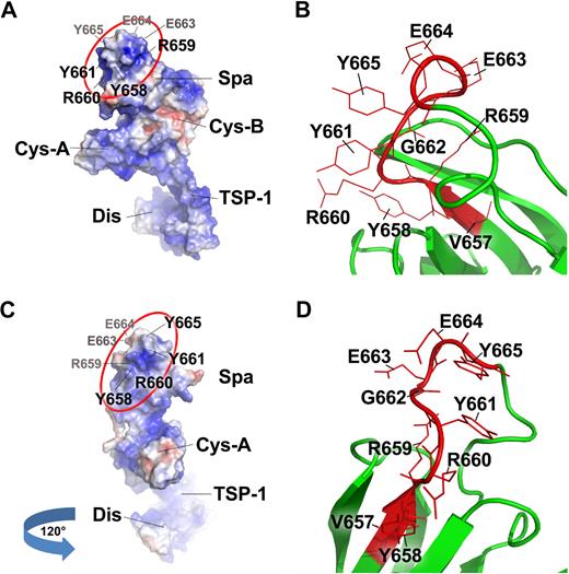 Figure 7. Surface representation of ADAMTS13-DTCS and close view of the Tyr658-Tyr665 motif in the spacer domain. Panels A and C are the surface representations of ADAMTS13-DTCS fragment on the basis of the crystal structure reported by Akiyama et al.41 The amino acids facing away are labeled in gray, whereas those facing toward are in black. Panels B and D are the close views of the motif (Tyr658-Tyr665) within which the residues Arg659, Arg660, Tyr661 are located. These residues may directly interact with the central A2 domain of VWF. The Gly662 is buried, but Glu663 and Glu664 point to the opposite direction of the residues Arg659, Arg660, Tyr661 (also see the video in supplemental Figure 2). R, Y, G, and E are single-letter abbreviations of the amino acids arginine, tyrosine, glycine, and glutamic acid.