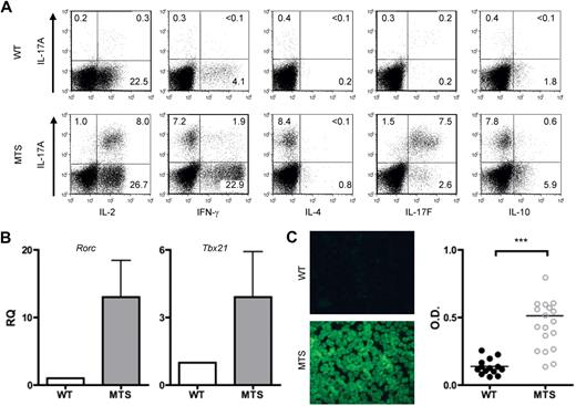Figure 2. MTS mice have peripheral CD4+ T cells that are skewed toward the inflammatory TH1 and TH17 lineages and develop spontaneous autoantibody production. (A) Cells were stimulated with PMA plus ionomycin for 4 hours, and cytokine production was assessed by intracellular staining for inflammatory cytokines IFN-γ, IL-2, IL-17A, and IL-17F. Populations shown are gated on CD4+ T cells. Data are representative of at least 5 independent experiments of 1 to 3 mice per group. (B) RNA isolated from unstimulated purified T cells of WT (□) and MTS (▩) mice were analyzed for mRNA encoding ROR-γt (rorc) and T-bet (tbx21) by real-time PCR analysis. Data are mean ± SEM and are representative of 3 independent experiments of 2 or 3 mice per group. (C) Sera isolated from WT (●) and MTS () mice were analyzed for the presence of anti-dsDNA antibodies and antinuclear antibodies (IgG). Horizontal lines represent averages. Significance was determined using the Mann-Whitney test. ***P < .001. Images were obtained with a Nikon Eclipse E600 microscope (40× objective and 1:40 serum dilution) and captured with a Nikon DXM 1200 camera. Images were processed with IP Labs Scientific Image Processing (Scanalytics Inc).