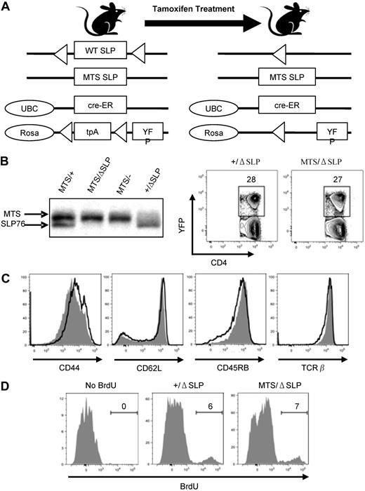 Figure 4. MTS/ΔSLP CD4+ T cells do not initially possess an activated-like phenotype. (A) Diagram of constructs that permit selective induction of the MTS mutation via tamoxifen treatment. (B) Western blot analysis of total SLP-76 protein in purified T cells isolated from mice of various genotypes (left) and expression of YFP protein in CD4+ T cells 2 days after tamoxifen treatment. Populations are gated on CD4+ T cells. ΔSLP denotes a floxed WT allele of SLP-76, which was deleted after tamoxifen treatment. (C) Surface expression of activation markers using flow cytometry of +/ΔSLP (solid line) and MTS/ΔSLP (shaded) mice 2 days after tamoxifen treatment. Histograms are gated on YFP+CD4+ T cells. Data are representative of 5 independent experiments using 2 or 3 mice per group. (D) Intracellular staining for the incorporation of BrdU in +/ΔSLP and MTS/ΔSLP mice. Histograms are gated on YFP+CD4+ T cells. Data are representative of 2 independent experiments using 2 mice per group.