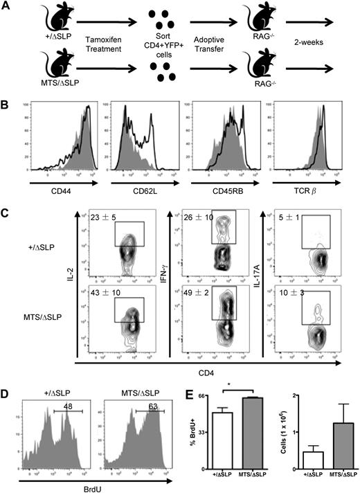 Figure 6. Transfer to a lymphopenic host reveals dysregulated responses of MTS/ΔSLP CD4+ T cells independent of thymic development. (A) Diagram of selective induction of the MTS mutation followed by sorting and adoptive transfer into lymphopenic hosts. (B) Surface expression of activation markers after adoptive transfer of YFP+CD4+ +/ΔSLP (solid line) or MTS/ΔSLP (shaded) T cells. Histograms are gated on YFP+CD4+ T cells. Data are representative of 2 independent experiments using 3 mice per group. (C) After adoptive transfer, peripheral cells were stimulated with PMA plus ionomycin and stained for the presence of intracellular inflammatory cytokines. Populations are gated on YFP+ CD4+ T cells. Data are mean ± SEM and are representative of 3 independent experiments using 3 mice per group. (D) Staining for the intracellular incorporation of BrdU. Histograms are gated on YFP+CD4+ T cells. (E) Total number of recovered YFP+CD4+ T cells from RAG−/− recipients. Data are mean ± SEM and are representative of 1 experiment using 3 mice per group. Significance was determined using the 2-tailed Student t test. *P < .05