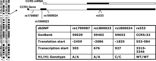 Figure 1. CCR5 gene organization and genotypes studied. The CCR5 gene is on chromosome 3p21 and is a 3-exon gene (filled boxes in the CCR5 gene diagram) with a proximal and distal promoter region (not shown). The relative positions of the CCR5 variants used to determine the CCR5 H1/H1 genotype are shown. The entire open reading frame of the gene is on exon 3 (filled box in the CCR5 mRNA diagram) and the majority of transcripts originate in exon 2 from the proximal promoter. Thus, the first 2 SNPs are promoter polymorphisms in the proximal promoter, the third SNP is in the intron, and fourth is the 32-basepair deletion in the open reading frame. Different nomenclatures have been used for the same position and genotype in different publications,19–22 so a table is provided with these designations and the nucleotide sequence that defines the CCR5 H1/H1 genotype in this study.