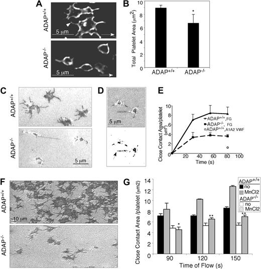 Figure 3. ADAP−/− platelets have an outside-in spreading defect under shear flow. (A) Deconvolved microscopic images of adherent ADAP+/+ (top) and ADAP−/− (bottom) platelets fixed without cessation of flow, permeabilized, and stained with an antibody against the membrane receptor, GP IX (acquired at 100× magnification). (B) Areas of perfusion-fixed platelets were quantified by the use of Image Pro Plus software. Results are the average of 5 separate experiments ± SEM (*P < .05). (C-G). Images of unfixed spreading platelets under shear flow conditions were acquired in real time by RICM. (C) Close platelet/surface contacts (dark regions) in platelets captured onto fibrinogen after 1.5 minutes of flow (acquired at 60× magnification). (D) Close platelet/surface contact areas in an image acquired 20 seconds after initiation of flow: shown as the original unthresholded image (top) or after thresholding and binarization (bottom) for quantification. (E) Average close surface contact area per platelet as a function of time upon interaction with immobilized fibrinogen (F-G) or a dmA1A2 VWF fragment (quantified with Image Pro Plus). Results are representative of at least 3 separate experiments ± SEM. (F) RICM images of close platelet-surface contact areas in unfixed platelets captured onto fibrinogen and stimulated with a PAR4 agonist for 1 minute under shear flow. (G) Quantification of close surface contact areas in platelets captured onto fibrinogen and directly stimulated with the extrinsic integrin activator, MnCl2 for 1 minute under shear flow. Results are the average of 3 separate experiments ± SEM (*P < .05; **P < .01).