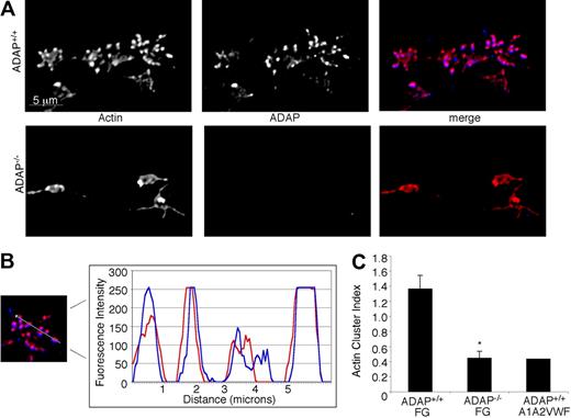 Figure 4. Intracellular actin distribution in platelets adhering to fibrinogen under flow. Platelets adherent to fibrinogen were perfusion-fixed after 1.5 minutes of flow, permeabilized and stained for F-actin (red) and ADAP (blue). (A) Actin-rich structures form in ADAP+/+ platelets adherent to fibrinogen, in which ADAP is also found (top). These structures were greatly reduced in ADAP−/− platelets (bottom), in which ADAP staining was negative. (B) Line profile of actin and ADAP fluorescence distribution in a representative ADAP+/+ platelet; note the almost identical localization. (C) Quantification of actin-rich structures in platelets perfused either over immobilized fibrinogen or a dmA1A2 VWF fragment, the latter lacking binding sites for αIIbβ3. A cluster index, used to express quantitatively the distribution of actin-rich structures, was calculated as follows: (average cluster area) × (average number of clusters per platelet). The results shown are the means ± SEM of 3 separate experiments on fibrinogen (*P < .01) and 2 experiments on dmA1A2 VWF fragment.