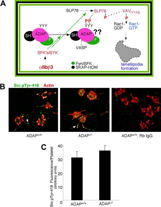 Figure 5. Early αIIbβ3-mediated outside-in signaling. (A) Schematic representation of select signaling intermediates in αIIbβ3-induced lamellipodia formation and spreading under static conditions.2 Fibrinogen binding to αIIbβ3 induces phosphorylation of Src family kinases and Syk, which in turn phosphorylate ADAP and SLP-76 to promote their association. ADAP is shown constitutively associated with Fyn (green oval) and SKAP-HOM (black oval). Phosphorylation of SLP-76 at tyrosines 112 and 128 induces recruitment and phosphorylation of Vav1,40,53 thereby activating its guanine nucleotide exchange function to activate Rac1 and promote lamellipodia formation. The role of ADAP in this pathway is shown as “??” in figure. (B) Immunofluorescent staining of c-Src pTyr-418 in perfusion-fixed ADAP+/+ (left) and ADAP−/− platelets (middle) adhering onto fibrinogen under flow. Note regular intervals of c-Src pTyr-418 staining along filopodia (arrows). Staining with a control rabbit IgG antibody was minimal (right). (C) Quantification of average c-Src pTyr-418 fluorescence per platelet, representing an average of 3 experiments ± SEM.