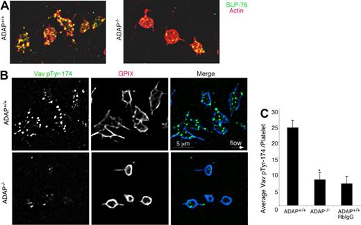 Figure 6. SLP-76 and phospho-Vav1 localization in platelets captured onto fibrinogen from shear flow. (A) ADAP+/+ and ADAP−/− platelets were stained with an antibody against SLP-76 (green) and with rhodamine-phalloidin to label F-actin (red); yellow indicates colocalization. (B) Localization of Vav1 pTyr-174 in perfusion-fixed ADAP+/+ (top) and ADAP−/− (bottom) platelets costained with an antibody against GP IX. Note prominent Vav1 phosphorylation in ADAP+/+ platelets, but its almost complete absence in ADAP−/− platelets. Minimal nonspecific staining was seen with the use of a control rabbit IgG antibody. (C) Quantification of average Vav1 pTyr-174 fluorescence per platelet captured from flow. Results shown are the average of 3 experiments ± SEM. *P < .05.