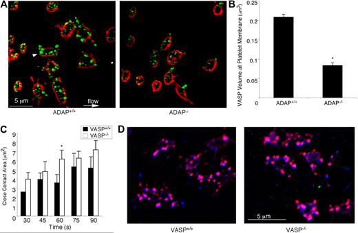 Figure 7. ADAP regulates VASP localization during outside-in αIIbβ3 signaling under shear flow. (A) Perfusion-fixed ADAP+/+ (left) and ADAP−/− (right) platelets captured onto fibrinogen were stained for VASP (green) and GP IX (red) to delineate membranes. Three-dimensional reconstructions were made from acquired stacks of 0.1-μm image slices by the use of Volocity software. Note VASP clusters near the membrane (arrowhead). (B) Quantification of VASP fluorescence at the membrane, determined from 3-dimensional images prepared as in panel A. Platelets were costained with antibodies against VASP and GPIX, and the average overlapping volume fluorescence was calculated per platelet. Results shown are the average of 3 experiments ± SEM. *P < .05. (C-D) Spreading on fibrinogen under shear flow was examined in platelets from VASP-deficient mice and their littermate controls. The average close surface contact area per platelet over the course of 1.5 minutes, quantified from RICM images acquired in real time (see “Image analysis” and the legend to Figure 2 for details), is shown in panel C. *Statistically significant increase in the area of VASP−/− platelets relative to controls at this time point. (D) The colocalization of actin (red) and ADAP (blue) is shown. Note that actin-rich structures to which ADAP also localizes are present in both VASP+/+ (left) and VASP−/− (right) platelets. Results are representative of at least 3 separate experiments.