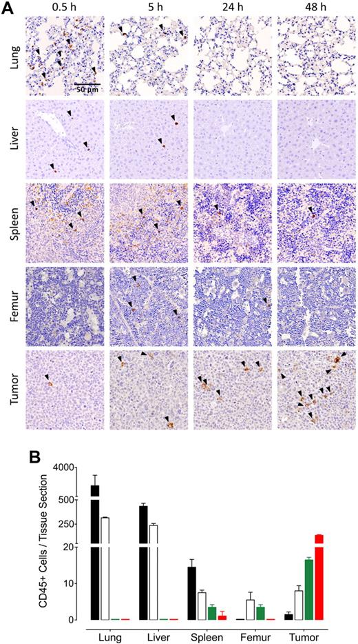 Figure 2. Tissue kinetics of CD34-TRAIL+ cells. Lung, liver, spleen, femur, and tumor were harvested from tumor-bearing NOD/SCID mice 0.5 (■), 5 (□), 24 (green bars), and 48 (red bars) hours after a single intravenous injection of CD34-TRAIL+ cells (3 × 106 cells/mouse). (A) Immunohistochemical staining with anti-CD45 antibody was used to detect CD34-TRAIL+ cells (arrowheads). Representative images are shown. Objective lens, original magnification: 0.75 NA dry objective, 20×. (B) Quantification of CD34-TRAIL+ cells on digitally acquired tissue sections stained with anti-CD45. Mean (± SD) number of CD45+ cells per tissue section are shown. At least 3 sections from different animals were analyzed per each tissue.