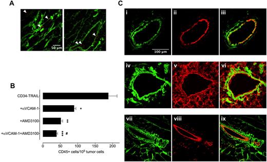 Figure 3. Intratumor homing of CD34-TRAIL+ cells involves SDF-1 and VCAM-1. (A) Forty-eight hours after a single intravenous injection of CD34-TRAIL+ cells, NOD/SCID mice were intravenously injected with 0.2 mL of sulfo-NHS-LC-biotin to biotinylate tumor vasculature. AlexaFluor 488–conjugated streptavidin and Alexa 568–conjugated anti-CD45 double staining of cryosections was used to detect tumor vessels (green) and CD34-TRAIL+ cells (red), respectively. CD34-TRAIL+ cells (arrowheads) infiltrating tumor tissue were found within tumor tissue near blood vessels. Objective lens, original magnification: 1.0 NA oil objective, 40×. (B) Forty-eight hours after a single intravenous injection of CD34-TRAIL+ cells (3 × 106 cells/mouse) alone or in combination with anti–VCAM-1 and/or AMD3100, tumor sections were immunohistochemically stained with anti-CD45 monoclonal antibody. Mean (± SD) number of CD34-TRAIL+ cells that had homed to tumors was determined by counting CD45+ cells per 105 tumor cells. Results of 1 representative experiment are shown. *P = .001, compared with controls. **P < .001, compared with controls. ***P < .001, compared with controls. #P < .001, compared with anti–VCAM-1. (C) Analysis of intratumor recruiting signals was carried out on 4-μm cryosections from in vivo biotinylated tumors. Cryosections were stained with AlexaFluor 488–conjugated streptavidin (green) to detect tumor vasculature (i,iv,vii). Cryosections were also stained with anti–VCAM-1 (ii), anti–SDF-1 (v), or anti–TRAIL-R2 (viii) followed by the appropriate AlexaFluor 568–conjugated secondary antibody for indirect detection of the corresponding antigen (red). Merged images demonstrate VCAM-1 (iii), SDF-1 (vi), or TRAIL-R2 (ix) expression by endothelial cells. Objective lens, original magnification: 1.0 NA oil objective, 40×.