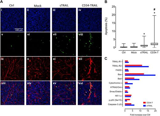 Figure 4. Proapoptotic effects of CD34-TRAIL+ cells. NOD/SCID mice bearing subcutaneous tumor nodules 10 mm in diameter were randomly assigned to receive CD34-TRAIL+ cells, mock-transduced CD34+ cells (3 × 106 cells/mouse, intravenously), recombinant sTRAIL (500 μg/mouse, intraperitoneally), or control vehicle. Forty-eight hours after treatment, NOD/SCID mice were intravenously injected with sulfo-NHS-LC-biotin to biotinylate tumor vasculature. (A) Representative confocal images of tumors from untreated and treated animals processed by triple immunofluorescence staining. (i-iv) Cell nuclei were detected in blue by TO-PRO-3. (v-viii) Apoptotic cells were detected in green by TUNEL staining. (ix-xii) Tumor endothelial cells were detected in red by Alexa 568–conjugated streptavidin. (xiii-xvi) After merging of single-color images, apoptotic nuclei (green) were detectable throughout tumor parenchyma after treatment with either sTRAIL or CD34-TRAIL+ cells, whereas endothelial cells with apoptotic nuclei (yellow) could be detected only in CD34-TRAIL+ cell-treated animals. Objective lens, original magnification: 1.0 NA oil objective, 40×. (B) Percentages of apoptotic cells in tumors from untreated or treated animals were computationally calculated on digitally acquired images (objective lens, original magnification 20×) using ImageJ. At least 3 sections from different animals were analyzed. The boxes extend from the 25th to the 75th percentiles, the lines indicate the median values, and the whiskers indicate the range of values. *P < .001, compared with controls. #P < .001, compared with sTRAIL. (C) Tissue sections were processed using the Proteome Profiler Human Apoptosis array kit to detect apoptosis-related proteins. Array images were collected on x-ray films and scanned for analysis with ImageJ. Data are shown as fold increase over controls. A representative experiment is shown. cf indicates cleaved fragment.