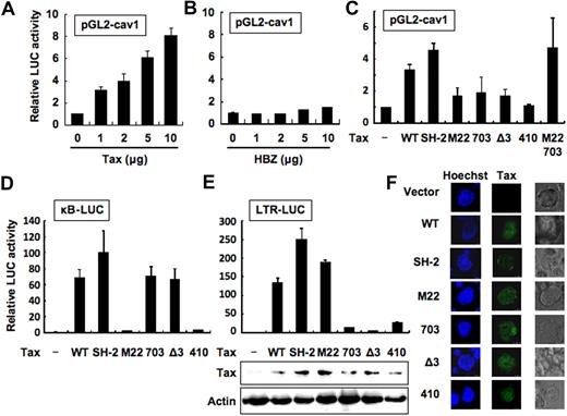 Figure 4. Tax activates the caveolin-1 promoter. Effect of overexpression of Tax or HBZ on caveolin-1 promoter. Jurkat cells were transfected with increasing amounts of expression plasmid for HTLV-1 Tax (A) or HBZ (B) along with pGL2-cav1 (5 μg). Jurkat cells were transfected with either (C) pGL2-cav1 (5 μg), (D) κB-LUC (5 μg), or (E) LTR-LUC (5 μg) together with expression vector for HTLV-1 Tax (Tax WT), Tax M22, Tax 703, Tax SH-2, Tax Δ3, Tax 410, or empty vector (5 μg) alone or the combination of Tax M22 and Tax 703 with the use of electroporation. Cells were harvested 24 hours after transfection, and luciferase activity was measured with a luminometer. The results are expressed as fold induction by Tax, HBZ, or Tax mutants relative to the vector alone. Data are mean ± SD of 3 independent transfection experiments. (E) Western blot analysis showing the expression of Tax in Jurkat cells transfected with expression plasmid for Tax WT or mutants (bottom). (F) Subcellular localization of Tax mutants by immunofluorescence. Phase-contrast (right) and corresponding immunofluorescence (Hoechst 33342 and Tax) photomicrographs of fixed transfected Jurkat cells are presented.