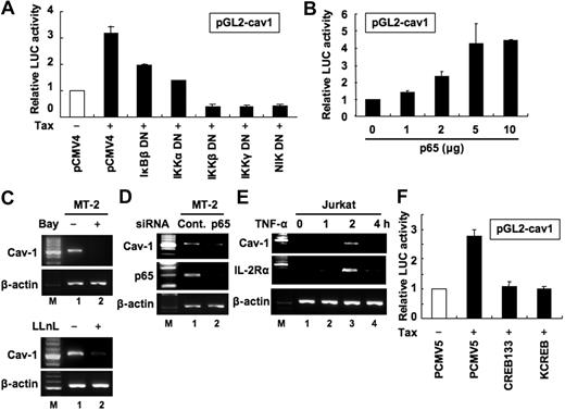 Figure 5. Tax transactivates the caveolin-1 promoter by both NF-κB and CREB pathways. (A) Functional effects of IκBβ and IKKγ dominant-interfering mutants and kinase-deficient IKKα, IKKβ, and NIK mutants on Tax-mediated activation of the caveolin-1 promoter. Jurkat cells were transfected with pGL2-cav1 (5 μg) together with Tax (5 μg) and the indicated dominant-negative mutants or empty vector (2 μg). DN indicates dominant negative. Luciferase activity was analyzed, and the fold induction of Tax activity was calculated relative to the empty vector. Data are mean ± SD of 3 independent transfection experiments. (B) Effect of overexpression of p65 on caveolin-1 promoter. Jurkat cells were transfected with increasing amounts of expression plasmid for the p65 component of NF-κB along with pGL2-cav1 (5 μg). Luciferase activity was analyzed, and the fold induction of p65 activity was calculated relative to the empty vector. Data are mean ± SD of 3 independent transfection experiments. (C) Effects of NF-κB inhibitors on endogenous caveolin-1 expression in an HTLV-1–infected T cell line. MT-2 cells were treated with Bay 11-7082 (20μM) or LLnL (20μM) for 24 hours. Total RNA was isolated from each cell, and the expression level of caveolin-1 mRNA was measured by RT-PCR. (D) Suppression of endogenous p65 reduces the expression of caveolin-1 mRNA. MT-2 cells were transfected with either caveolin-1 or control siRNA. At 24 hours after transfection, total RNA was isolated from each cell, and the expression levels of p65, caveolin-1, and β-actin (loading control) mRNA were measured by RT-PCR. (E) TNF-α induces caveolin-1 expression in Jurkat cells. Jurkat cells were challenged with TNF-α (20 ng/mL) for the indicated time periods. Total RNA was isolated and subjected to RT-PCR. RT-PCR was carried out for caveolin-1, IL-2Rα, and β-actin (loading control). Representative results of 3 separate experiments with similar findings. (F) Functional effects of CREB dominant negative mutants on Tax-mediated activation of caveolin-1 promoter. Jurkat cells were transfected with pGL2-cav1 (5 μg) together with Tax (5 μg) and CREB133, KCREB, or empty vector (2 μg). Luciferase activity was analyzed, and the fold induction of Tax activity was calculated relative to the empty vector. Data are mean ± SD of 3 independent transfection experiments.
