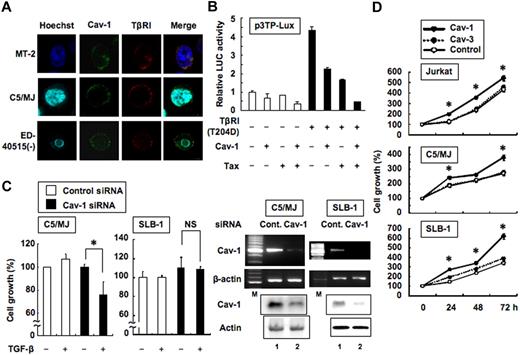 Figure 7. Caveolin-1 inhibits TGF-β signaling and stimulates growth of T-cell lines. (A) Caveolin-1 colocalizes with TβRI. HTLV-1–infected T-cell lines were doubly immunostained with antibodies that specifically recognize caveolin-1 and TβRI. The bound primary antibodies were visualized with Alexa Fluor 488–labeled goat anti–rabbit IgG (green) and Alexa Fluor 546–labeled donkey anti–goat IgG (red). Cells were counterstained with Hoechst 33342 (nuclei stained in blue). (B) Caveolin-1 functionally regulates TGF-β signaling at transcriptional level. Jurkat cells were transfected with p3TP-Lux and a combination of TβRI (T204D), caveolin-1, Tax, or empty vector controls. Cells were harvested 24 hours after transfection, and luciferase activity was measured with a luminometer. The results are expressed as fold induction relative to the basal level measured in cells transfected with the reporter plasmid alone. Data are mean ± SD of 3 independent transfection experiments. (C) Down-regulation of caveolin-1 mRNA and protein by siRNA. C5/MJ and SLB-1 cells were transfected with either caveolin-1 or control siRNA and then incubated for 24 hours. Caveolin-1 mRNA and protein levels were determined by RT-PCR and Western blot analysis, respectively (right). After transfection with siRNA, the cells were treated with TGF-β (10 ng/mL) for 72 hours. The degree of cell proliferation was examined by water-soluble tetrazolium salt-8 (WST-8) assay. Results are expressed as percentages of values obtained from the control TGF-β–free culture (left). Data are mean ± SD of triplicate experiments. *P < .05 compared with the control (Student t test). (D) Effect of recombinant caveolin-1 and caveolin-3 proteins on T-cell lines. The indicated cells were incubated with 1% FBS in the presence or absence of recombinant full-length caveolin-1 or partial caveolin-3 protein (1.5 μg/mL). WST-8 assays were performed on triplicate wells at 24-hour intervals for a total of 3 days. A relative cell proliferation of 100% was designated as the average absorbance numbers of cells without treatment at day 0. Data are mean ± SD of triplicate experiments. *P < .05 compared with the control (Student t test).