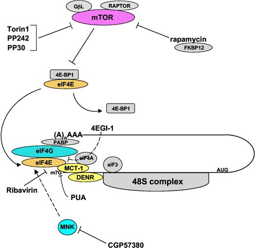 Figure 1. Targeting the translational machinery. Multiple drugs have been developed to target molecules involved in the regulation of protein translation. Rapamycin and “rapalogs” (temsirolimus, everolimus, and deferolimus) restrict the recruitment of the FKBP12 protein to the mTOR complex inhibiting mTORC1 signaling. Other small molecule inhibitors have been developed to target the mTOR kinase domain (Torin1, PP242, and PP30), which may inhibit both mTORC1 and mTORC2 signaling pathways. CGP57380 has been developed as an ATP competitive inhibitor of the MNK kinases, which may prevent the release of eIF4E from the 5′ methyl-7-GTP cap structure preventing a subsequent round of translation on the same mRNA. Other drugs have been found to block the recruitment of eIF4E to the eIF4F ternary complex including 4EGI-1 and Ribavirin to inhibit both translation initiation and eIF4E-mediated transport of mRNA. The PUA dominant negative has also been shown to block the interaction of MCT-1 with the translation initiation complex (TIC).