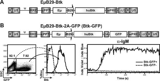 Figure 1. EμB29-Btk-LV restores calcium flux in Btk-deficient B cells. (A) Schematic of the LV EμB29-Btk used for all murine transplantation experiments. Expression of the human BTK cDNA transgene is driven by a B29 (Igβ) minimal promoter in conjunction with an Ig heavy chain enhancer (Eμ). (B) Schematic of EμB29-Btk-2A-GFP (Btk-GFP) vector used in DT40 transduction experiments. Btk-deficient DT40 chicken B cells were transduced at limiting MOI and evaluated for GFP and Btk expression by FACS (left panels). Transduced cells were stimulated with anti-IgM and analyzed for calcium flux within the GFP+ vs GFP− fractions (right panel).