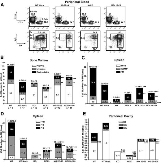 Figure 2. EμB29-Btk gene therapy restores central and peripheral B-cell development. PB, BM, spleen, and peritoneal cells from LV-treated mice and mock controls were stained for surface markers and analyzed by flow cytometry to identify B-cell subsets (supplemental Figure 2, gating strategy). (A) PB cells were first gated on live and CD11b− populations and then analyzed for B220, IgM, and IgD expression. FACS plots show representative mice from WT mock (n = 7), KO mock (n = 8), MOI 3 (n = 3), and MOI 15 to 25 (n = 12) experimental groups. (B-E) Total cell numbers in each B-cell subset were determined for BM, spleen, and peritoneal cavity. In bar graphs, KO data include both unmanipulated and mock-transplanted animals. Data represent 4 independent experiments. P values compare EμB29-Btk and KO groups: ***P < .001; **P = .001-.01; *P = .01-.05.