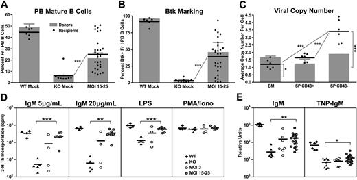 Figure 7. Secondary transplantation reveals sustained marking of Btk/Tec−/− hematopoietic stem cells and partial correction of functional deficits. PB, BM, and spleen cells were harvested from secondary recipients at weeks 19 to 27 after transplantation. Cells were subjected to flow cytometric analysis, quantitative PCR copy number determination, and functional assays, as described for primary transplantation experiments. (A) PB cells were analyzed for the percentage of IgMloIgDhi (Fr I) mature B cells and compared with primary transplantation donors (shaded bars). (B) PB cells were analyzed for Btk+ Fr I B cells and compared with donor percentages (shaded bars). (C) gDNA from total BM, splenic non-B (CD43+), and B (CD43−) cell populations was evaluated for viral copy number and compared with donors (shaded bars). (D) Splenocytes were analyzed for cell proliferation in response to anti-IgM, LPS, or PMA/ionomycin stimulation. (E) IgM and TNP-specific IgM were analyzed in immunized mice by ELISA and expressed relative to IgM standard curves. WT and KO datasets include both unmanipulated and mock-transplanted animals, unless otherwise noted. Data represent 3 independent experiments. P values compare EμB29-Btk and KO groups or indicated B-cell subsets: ***P < .001; **P = .001-.01; *P = .01-.05.