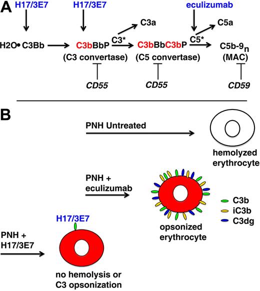 Figure 5. APC activation on PNH erythrocytes. (A) The hemolytic anemia of PNH is mediated by the antibody-independent alternative pathway of complement (APC). In vivo, the APC is in a state of continuous activation as a consequence of low-grade, fluid-phase hydrolysis of the internal thioester bond of C3 (C3·H2O) in a process called the tick-over phenomenon. Nascent C3·H2O can bind factor B, and upon cleavage of factor B by factor D, an unstable C3 convertase (H2O·C3Bb) is formed. This complex can convert a small amount of C3 to C3b before it decays, and if an APC activator surface is in close proximity, the nascent C3b can bind covalently and form the nidus for the cell-bound APC C3 convertase, consisting of activated C3 (C3b), activated factor B (Bb, the enzymatic subunit of the complex), and factor P (a protein that stabilizes the complex, formally called properdin). The C5 convertase has the same components as the C3 convertase except that 2 C3b molecules are required to bind and position C5 for cleavage by activated factor B (Bb). C3a and C5a are bioactive peptides that are generated by cleavage of C3 and C5, respectively, by their specific activation convertases. The surface-bound C3 and C5 convertases greatly amplify complement activation by cleaving multiple substrate molecules (C3* and C5*). The membrane attack complex (MAC) consists of activated C5 (C5b), C6, C7, C8, and multiple molecules of C9 (C9n). The MAC is the cytolytic unit of the complement system. On normal erythrocytes, the GPI-anchored complement regulatory protein CD55 restricts formation and stability of both the C3 and the C5 amplification convertases by destabilizing the interaction between activated factor B (Bb) and C3b, whereas GPI-anchored CD59 blocks formation of the MAC by inhibiting the binding of C9 to the C5b-8 complex. These 2 membrane proteins are deficient in PNH, allowing unregulated activation of the APC and leading to MAC formation and hemolysis. Inhibition of MAC formation by the humanized monoclonal anti-C5 antibody eculizumab (arrow) ameliorates the intravascular hemolysis of PNH. The current studies show that hemolysis of PNH erythrocytes can also be inhibited by mAb H17/3E7. These antibodies bind to C3·H2O and C3b (arrows) and inhibit the tick-over phenomenon and block formation of the APC C3 convertase. (B) Untreated, PNH erythrocytes are lysed when the APC is activated on the membrane surface. Treatment with eculizumab blocks direct (intravascular) hemolysis of PNH erythrocytes by inhibiting formation of the MAC, but the cells become opsonized with activation and degradation products of C3 (C3b, iC3b, and C3dg) because eculizumab has no effect on the APC C3 convertase. The opsonized PNH erythrocytes are recognized by specific receptors on reticuloendothelial cells, resulting in extravascular hemolysis. mAb H17/3E7 blocks formation of the APC C3 convertase by binding to activated C3b, thereby preventing both opsonization and hemolysis of PNH erythrocytes in vitro.