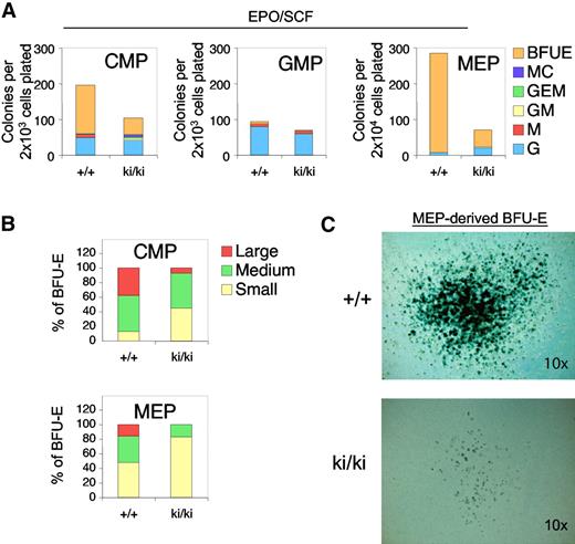 Figure 2. Erythroid defects in Fogki/ki CMP and MEP. (A) CMP, GMP, and MEP were cultured in the presence of EPO and SCF and scored at day 14. As control, WT and Fogki/ki GMP produced similar G and M progeny. Results are the average of 3 independent experiments. (B) BFU-E from CMP and MEP were categorized into large (> 50 clusters), medium (16-50 clusters), and small (5-15 clusters); n = 3. (C) Benzidine staining of representative large WT and Fogki/k BFU-E derived from MEP. Original magnification ×10.