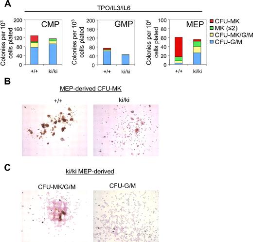 Figure 3. Defective megakaryopoiesis in Fogki/ki CMP and MEP. (A) CMP, GMP, and MEP were cultured with TPO, IL-3, and IL-6 and scored at day 8. CFU-MKs were identified as AchE+ colonies with 3 or more MKs per colony. Other cells were identified by counterstain with Harris hematoxylin. Bars represent numbers of colonies per plated progenitors (n = 3). (B) Representative CFU-MKs derived from WT and Fogki/ki MEP. (C) Representative CFU-MK/G/M (left) and CFU-G/M (right) from Fogki/ki MEP.
